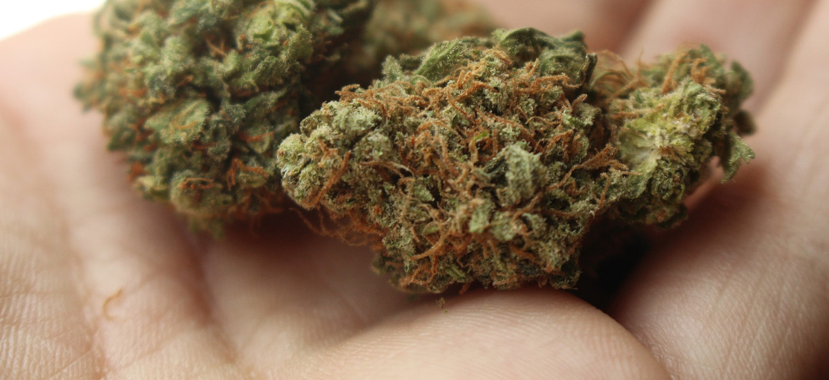 marihuana lecznicza w Polsce