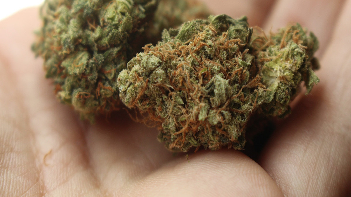 marihuana-ustawa-projekt