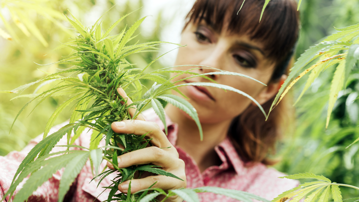 marihuana-Liban-gospodarka