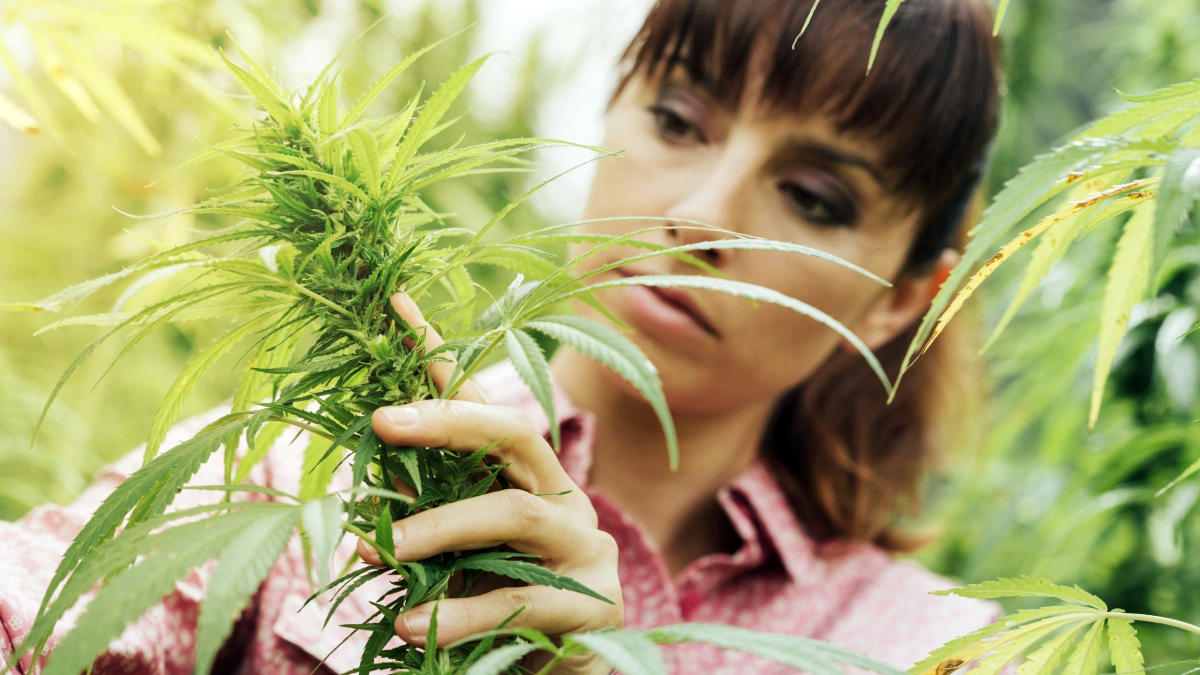 marihuana-Liban-gospodarka