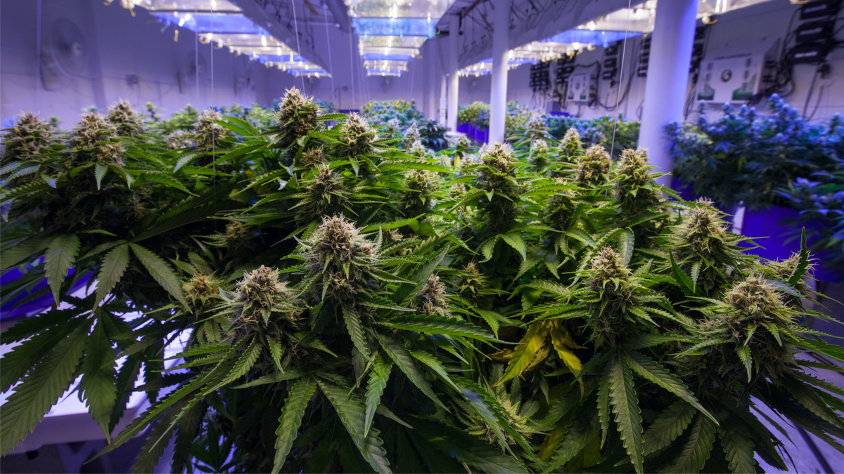 marihuana-Ukraina-Czechy-przepisy-prawa