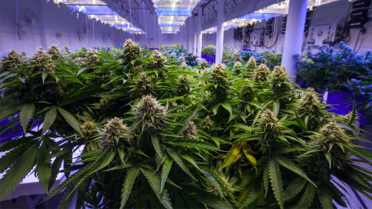 marihuana-Ukraina-Czechy-przepisy-prawa
