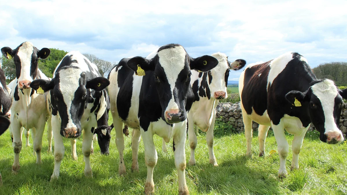 Przekręt na krowy mleczne. Farma Mleka dostała zarzuty od UOKiK-u