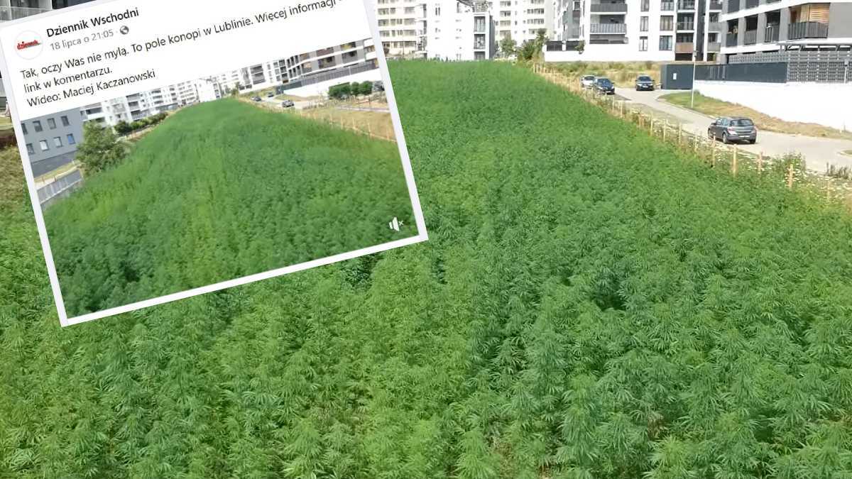 Marihuana między blokami w Lublinie. W pełni legalnie