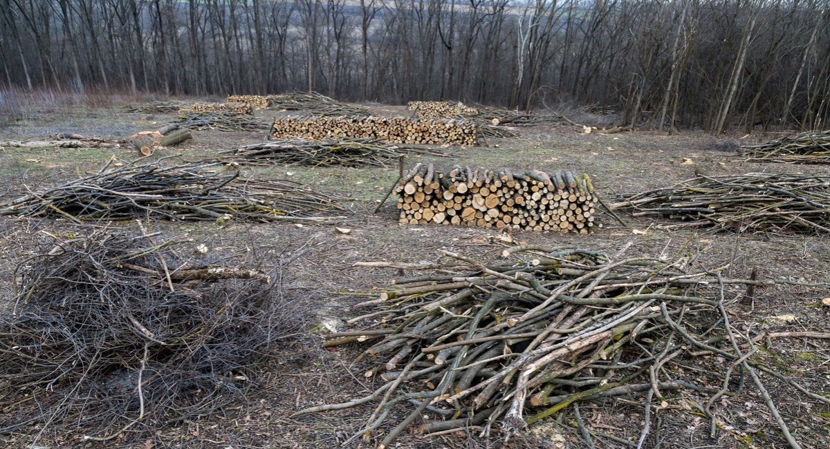lasy-w-Polsce-badanie