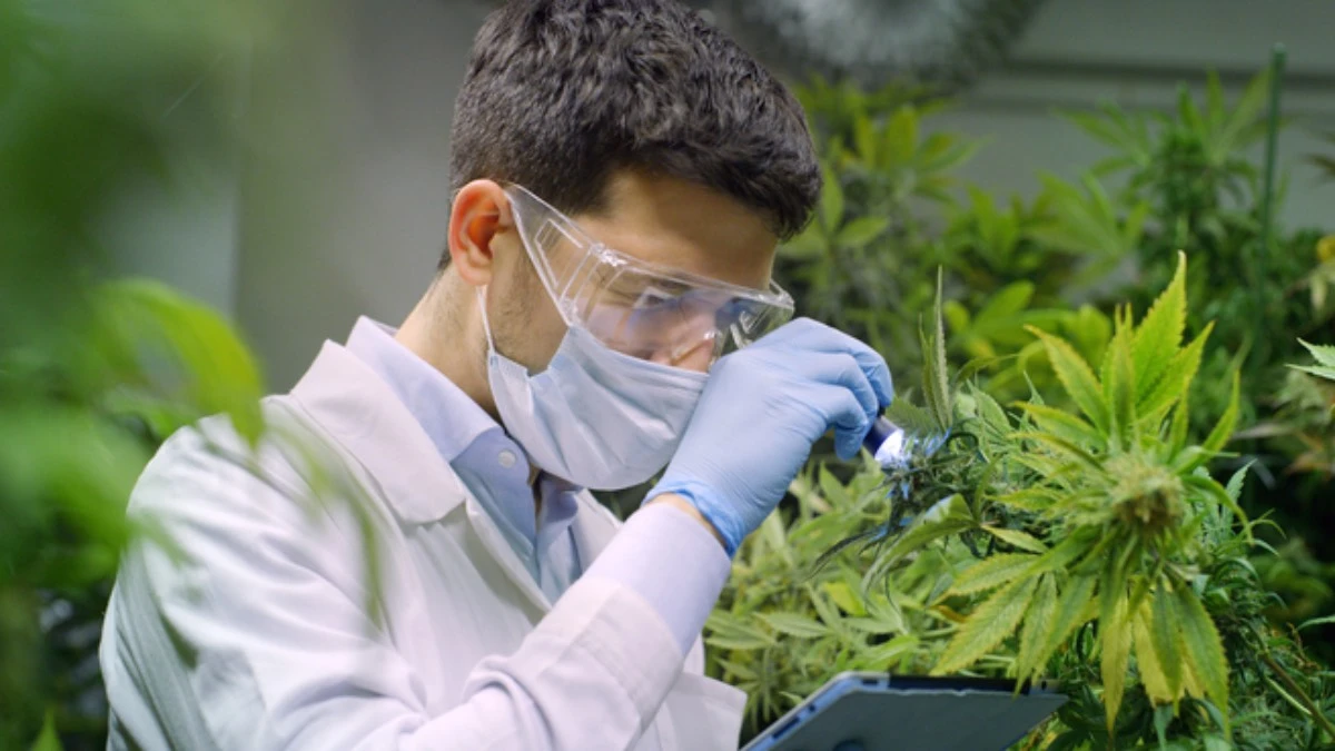 marihuana-medyczna-w-Polsce