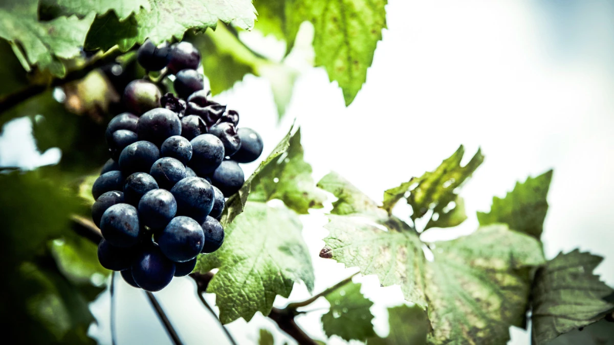 Produkcja wina w Polsce. Takiego przyspieszenia jak w naszym kraju nie oglądano na świecie od 150 lat
