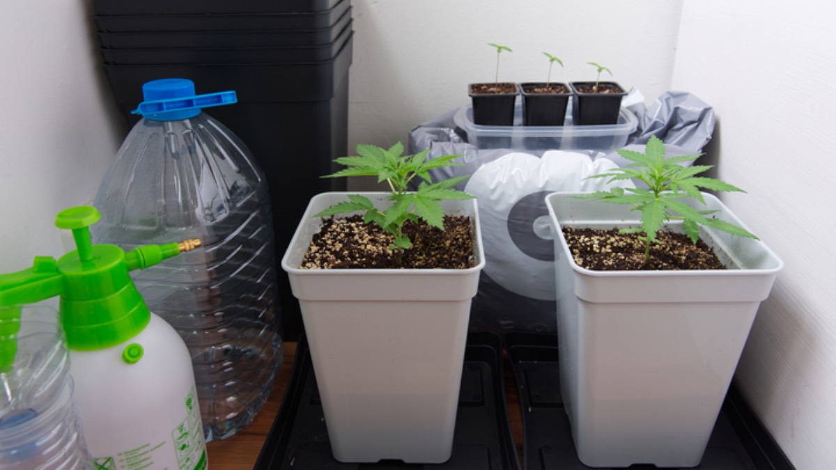 marihuana-rzad-zmiany-w-prawie