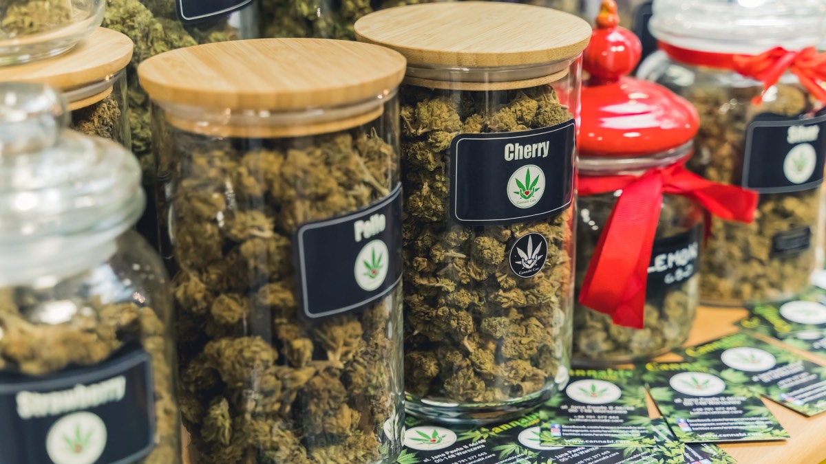 marihuana-polska-odmiana-800+