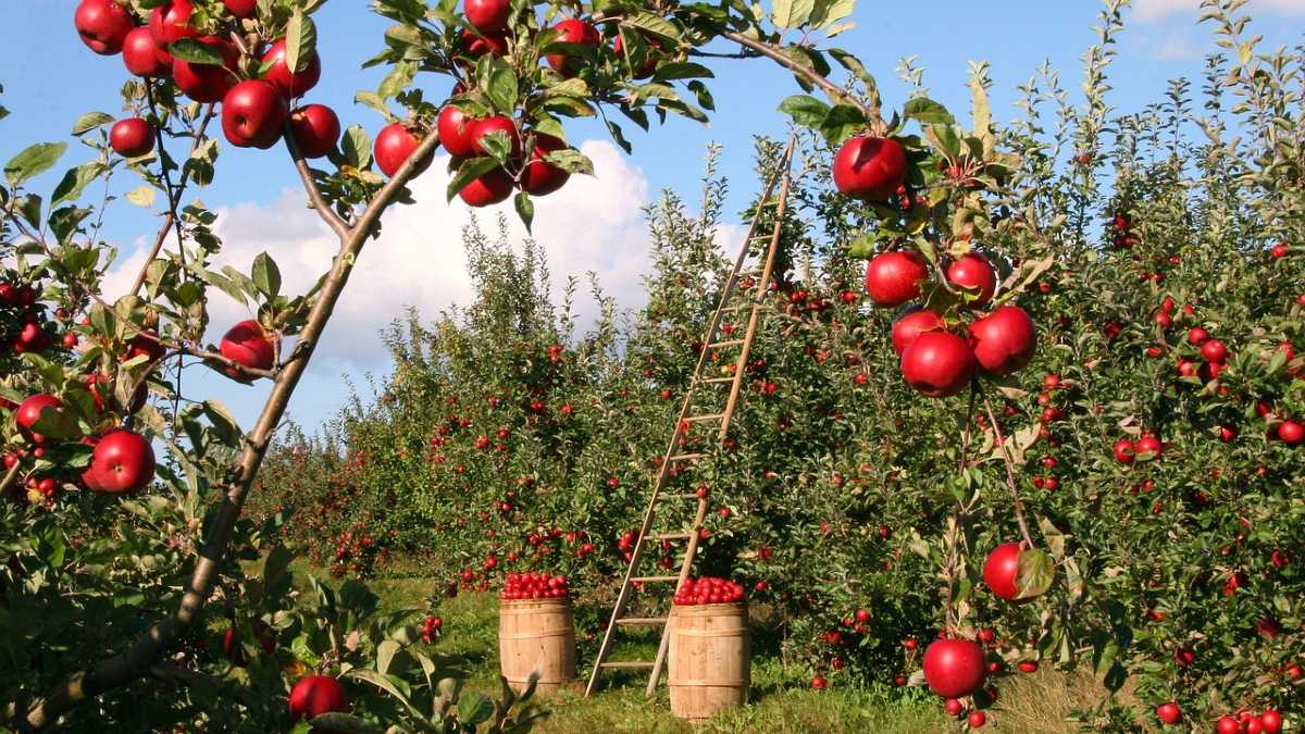 Polska żywność podbija świat