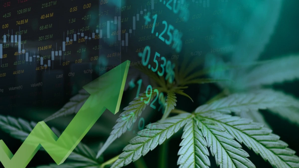 marihuana-rynek-konopi-Niemcy