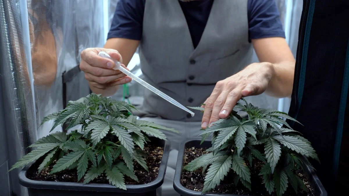 marihuana-budzet-miejsca-pracy