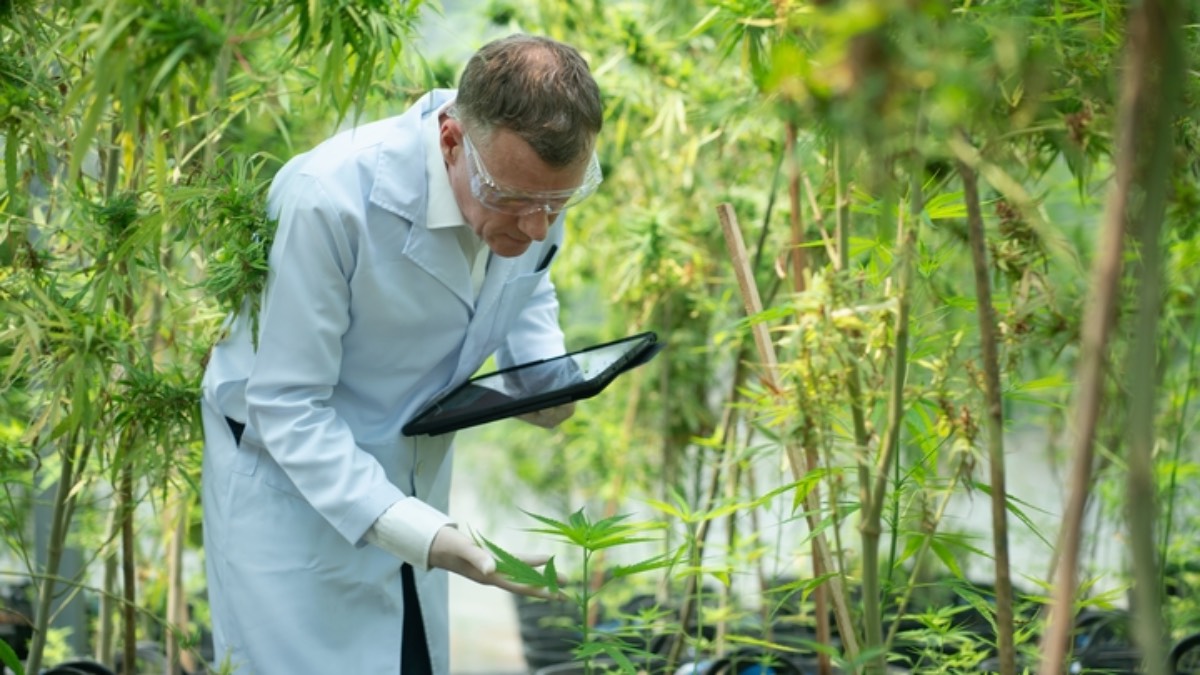 marihuana-konopie-indyjskie-studia