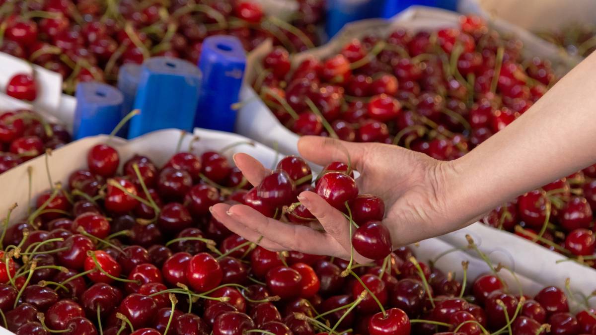 Ceny owoców zwariowały. Czereśnie biją cenowe rekordy
