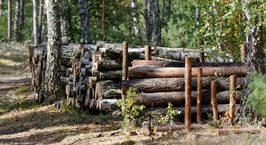 Wycięła z pola drzewa i sprzedała. Decyzja skarbówki ją dobiła