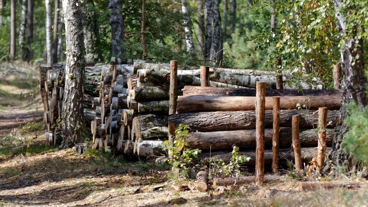wycinka komornik VAT skarbowka