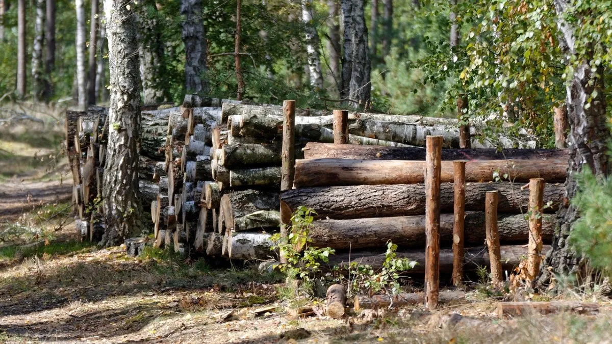 wycinka komornik VAT skarbowka