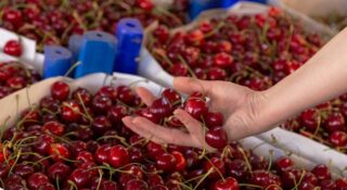 Czereśnie z bazaru z zakazanymi pestycydami. Sprzedawczyni: „Nie są pryskane”