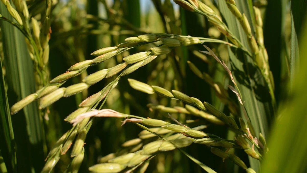 plantacja ryżu Wielka Brytania