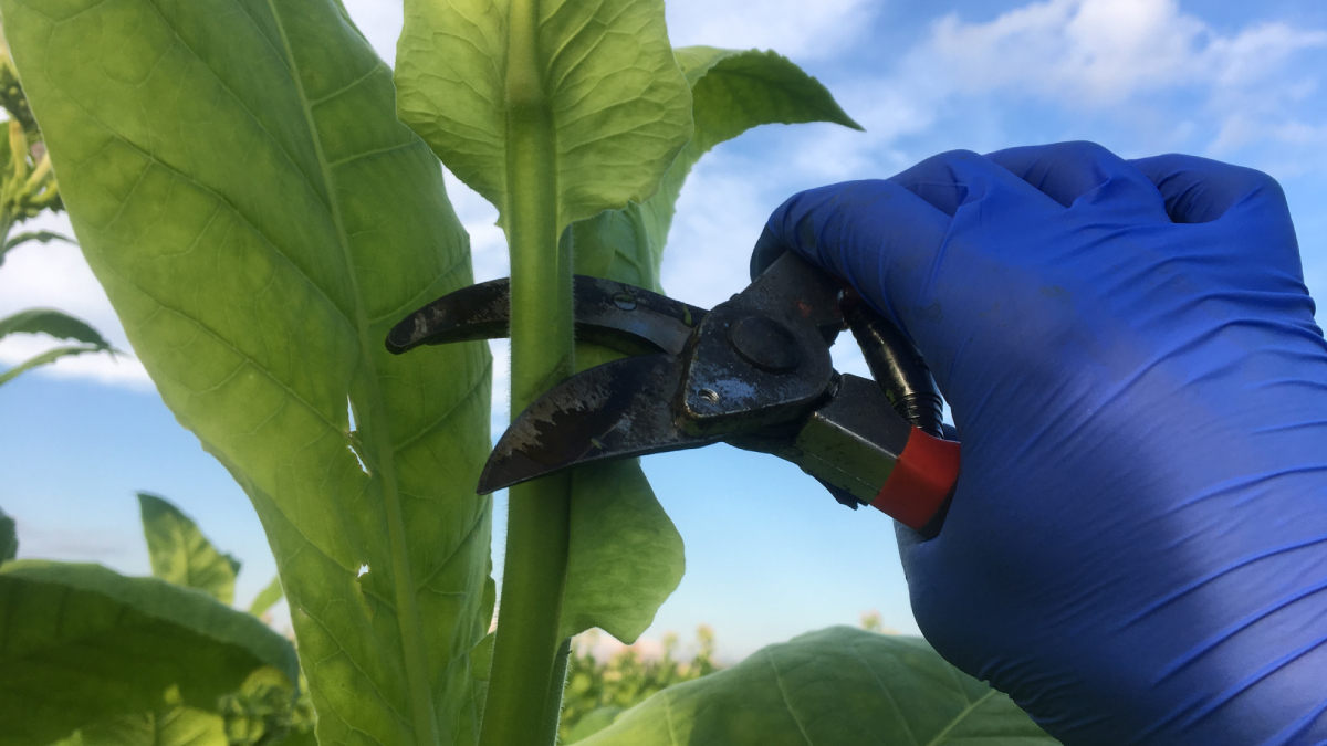 Chcą zorać polskich rolników. Na szali miliardy i tysiące miejsc pracy