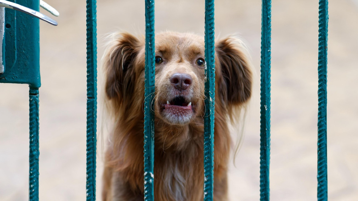 Psy szczekają po nocach, a sąsiedzi bezradni. Do akcji wkracza Rzecznik Praw Obywatelskich
