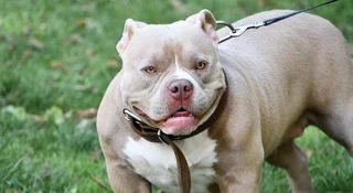 Śmiało wrzuć psa w koszty. Skarbówka zmieniła zdanie