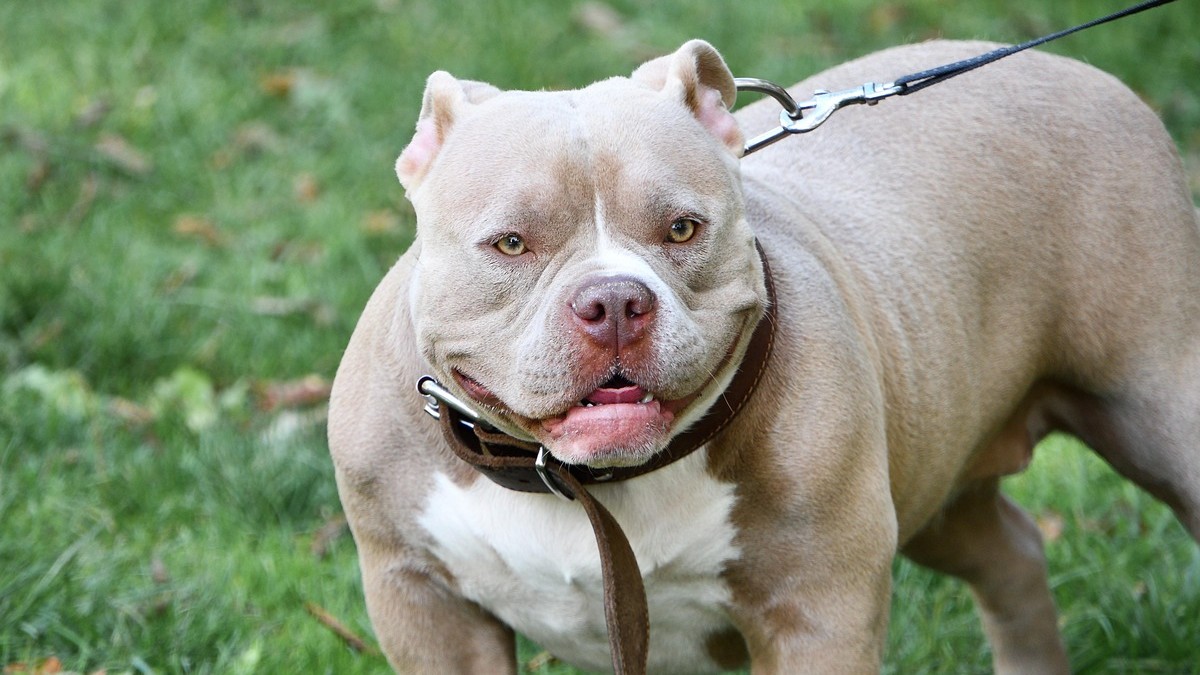 Śmiało wrzuć psa w koszty. Skarbówka zmieniła zdanie