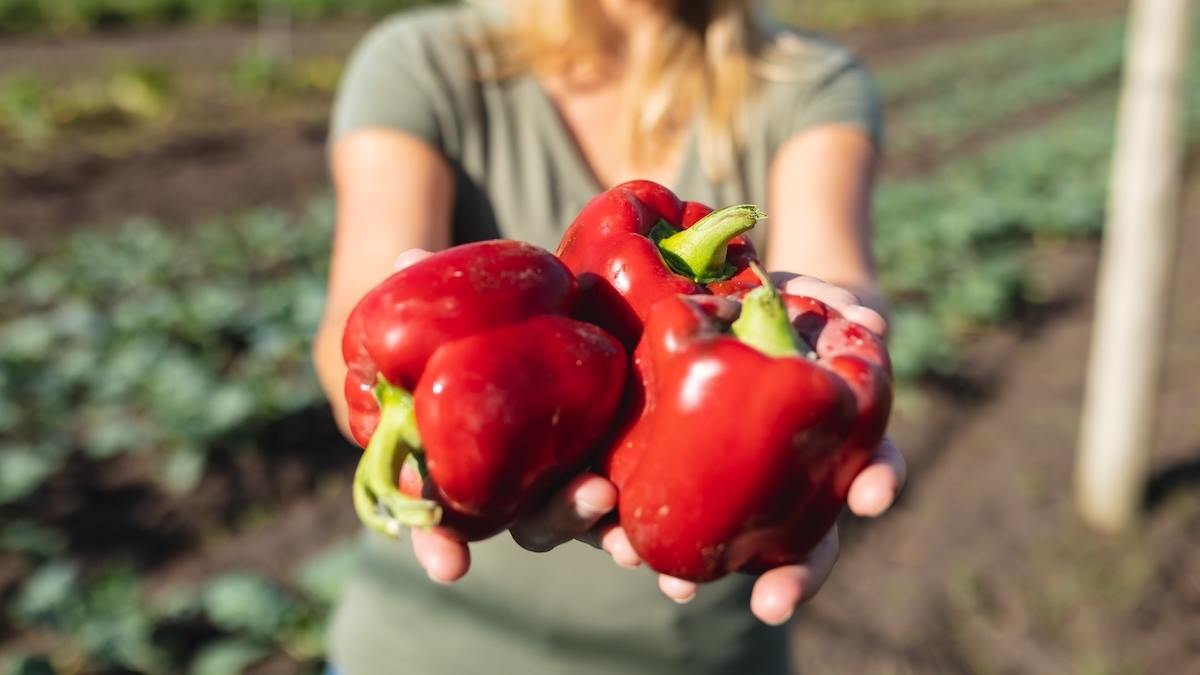Ogłosił samozbiory i oddał ludziom paprykę za darmo. Skarbówka: płaci pan VAT