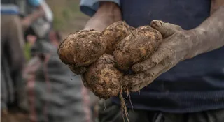 Klęska urodzaju rujnuje rolników. Rząd buja w obłokach: kupmy sobie Carrefoura