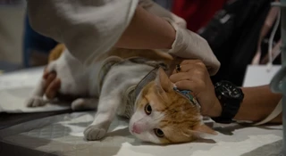 Czipowanie zwierząt. Polacy chcą zawojować rynek