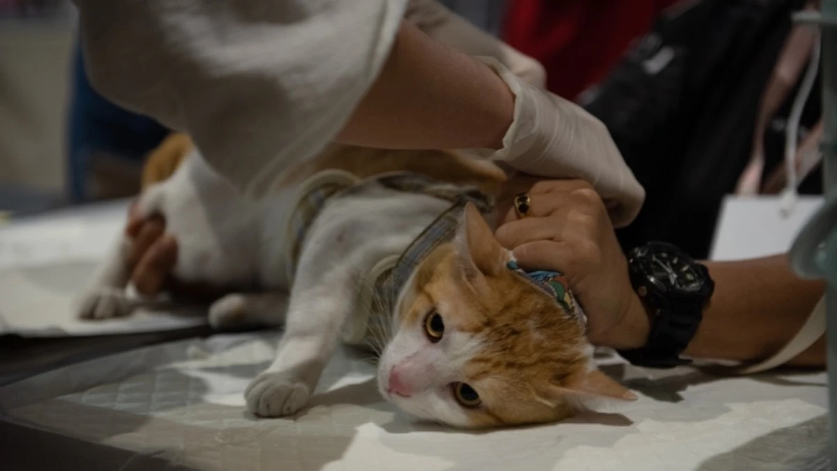 zwierzeta-domowe-czipowanie-nadchodzi-ustawa