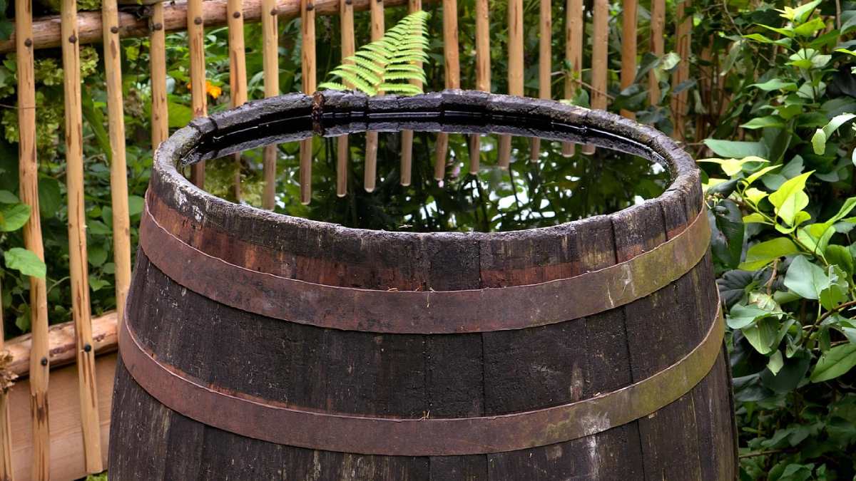 Łap deszczówkę. Państwo dopłaci do zbiorników