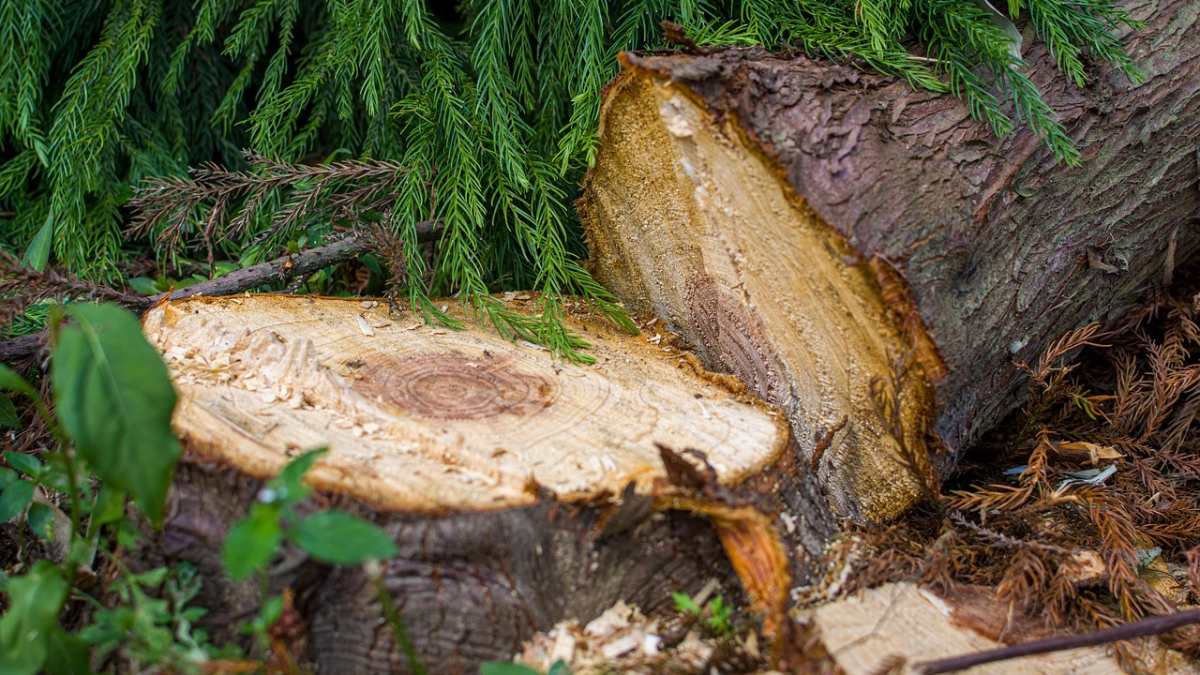 Chcesz wyciąć drzewo? Sprawdź, zanim zapłacisz karę