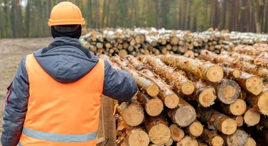 Darmowy opał dla mieszkańców. Góra drewna czeka na wrzucenie do pieca