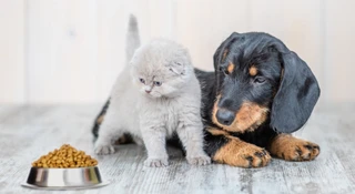 Obowiązkowe chipy dla psów i kotów. Potem ubezpieczenie