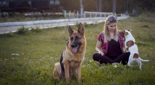 Masz czworonoga, szykuj pieniądze. Wchodzi KROPiK
