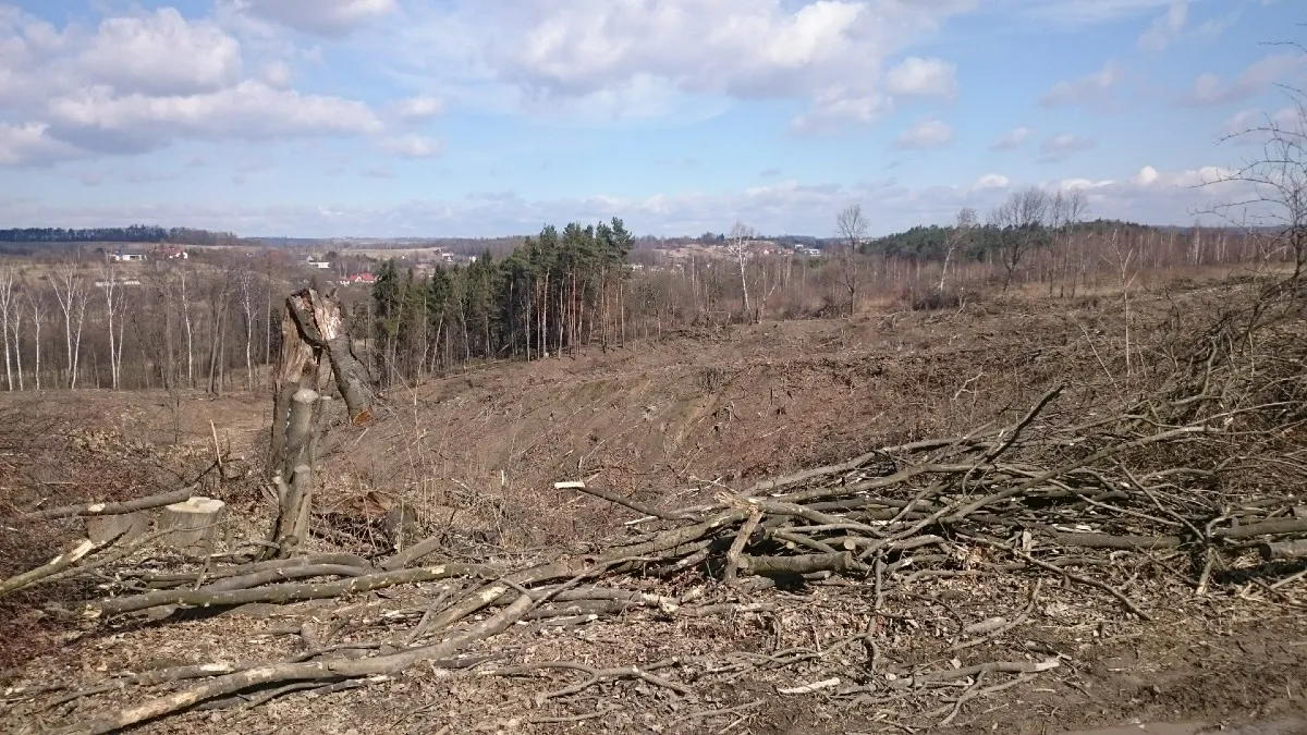 Rząd bierze się za wycinkę lasów. Nowe przepisy już budzą opór