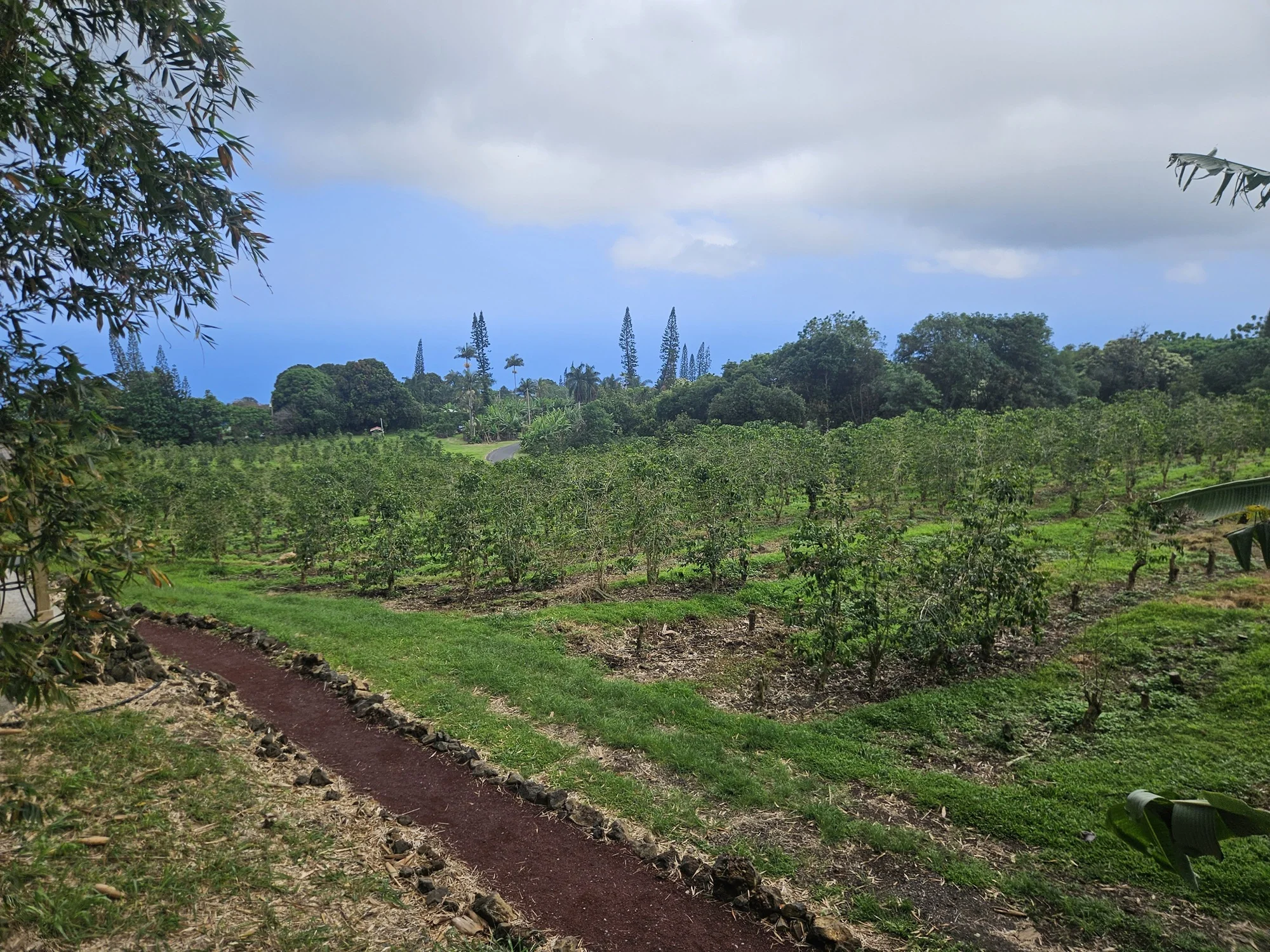 https://cdn-bb.spidersweb.pl/2026/07/kawa-kona-3.jpg