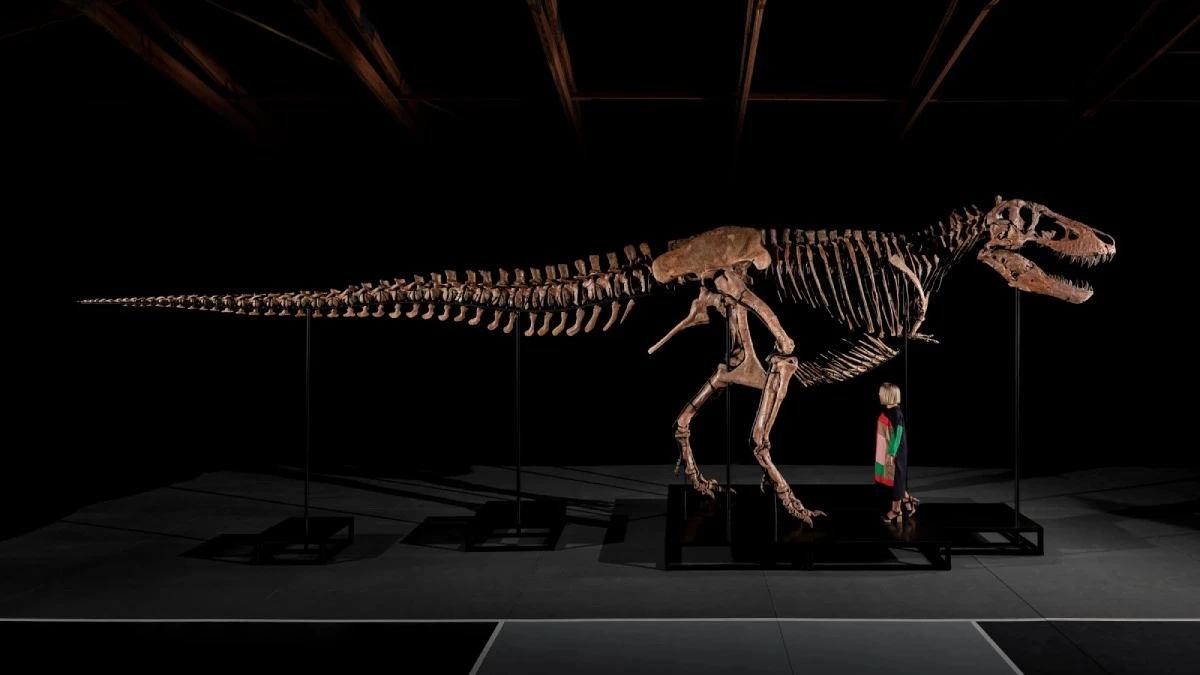 t. rex szczątki dinozaur aukcja