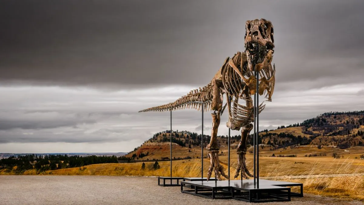 Najdroższy dinozaur świata. Szkielet T. rexa sprzedany za fortunę