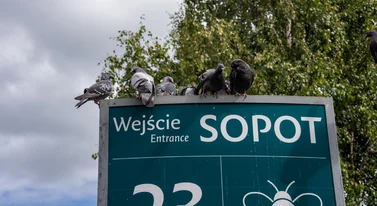Prawdziwe przekleństwo polskich miast. Sopot najbardziej poszkodowany