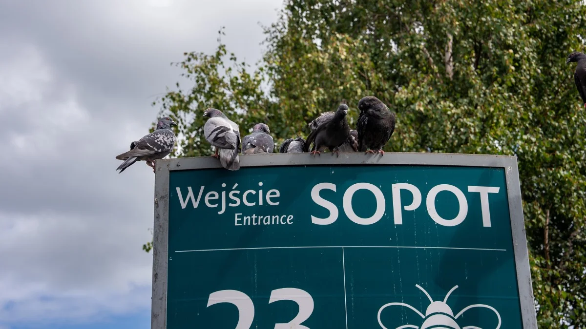 Prawdziwe przekleństwo polskich miast. Sopot najbardziej poszkodowany